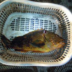 海宝丸 島根 釣果