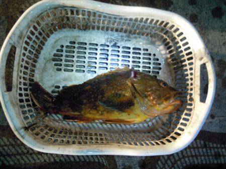 海宝丸 島根 釣果