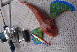 武士(SAMURAI) 釣果