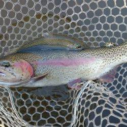 フィッシングエリア帝釈 釣果