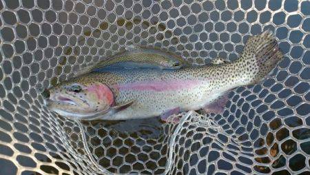 フィッシングエリア帝釈 釣果