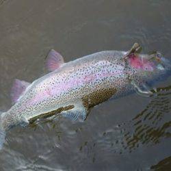 フィッシングエリア帝釈 釣果