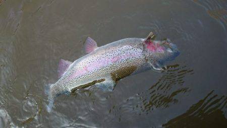 フィッシングエリア帝釈 釣果