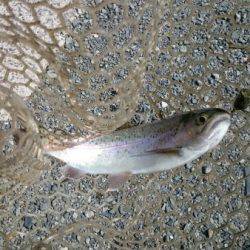 フィッシングエリア帝釈 釣果