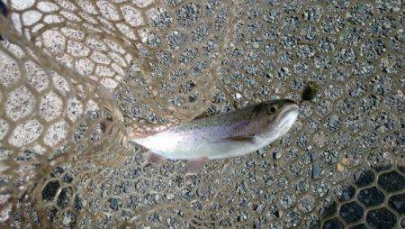 フィッシングエリア帝釈 釣果