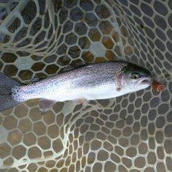 フィッシングエリア帝釈 釣果