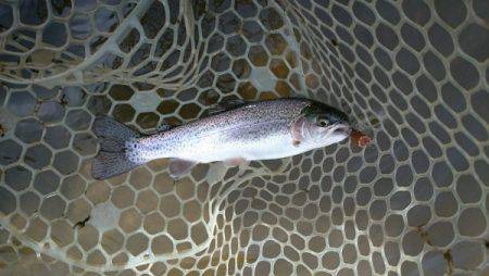 フィッシングエリア帝釈 釣果