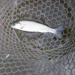 フィッシングエリア帝釈 釣果