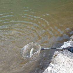 フィッシングエリア帝釈 釣果