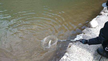 フィッシングエリア帝釈 釣果