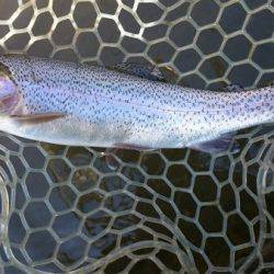 フィッシングエリア帝釈 釣果