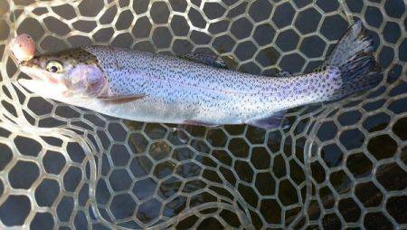 フィッシングエリア帝釈 釣果