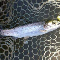 フィッシングエリア帝釈 釣果