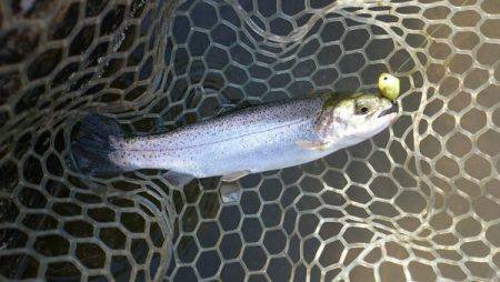 フィッシングエリア帝釈 釣果