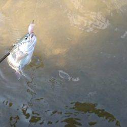 フィッシングエリア帝釈 釣果