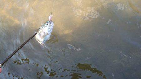 フィッシングエリア帝釈 釣果