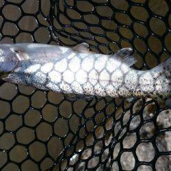 フィッシングエリア帝釈 釣果