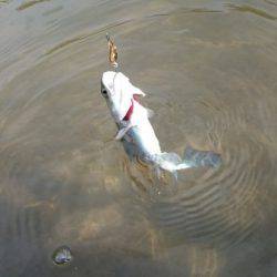 フィッシングエリア帝釈 釣果