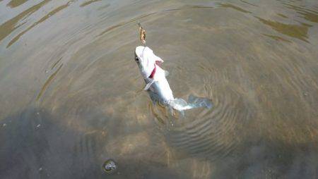 フィッシングエリア帝釈 釣果