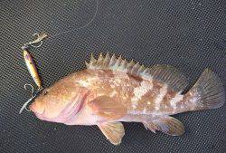 武士(SAMURAI) 釣果