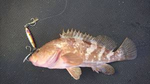 武士(SAMURAI) 釣果