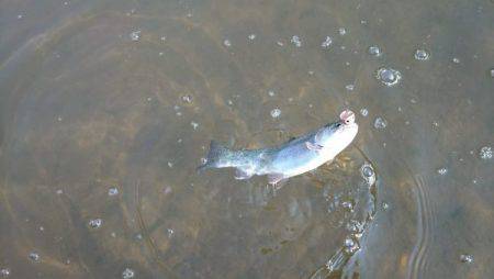 フィッシングエリア帝釈 釣果