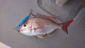 武士(SAMURAI) 釣果