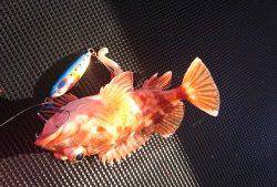 武士(SAMURAI) 釣果