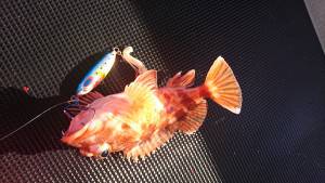 武士(SAMURAI) 釣果