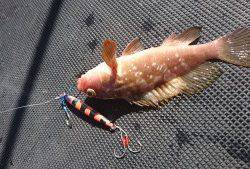 武士(SAMURAI) 釣果