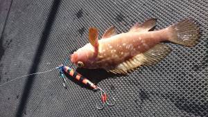 武士(SAMURAI) 釣果