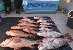 武士(SAMURAI) 釣果