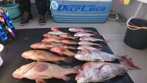 武士(SAMURAI) 釣果