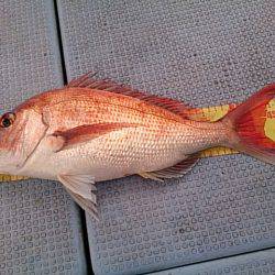 第二常豊丸 釣果