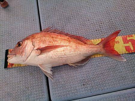 第二常豊丸 釣果