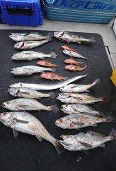 武士(SAMURAI) 釣果