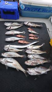 武士(SAMURAI) 釣果