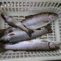 フィッシングエリア帝釈 釣果