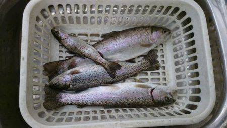 フィッシングエリア帝釈 釣果