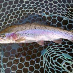 フィッシングエリア帝釈 釣果