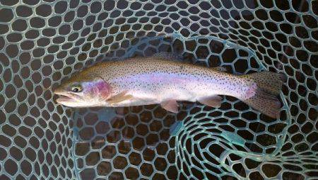 フィッシングエリア帝釈 釣果