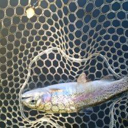 フィッシングエリア帝釈 釣果