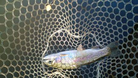 フィッシングエリア帝釈 釣果