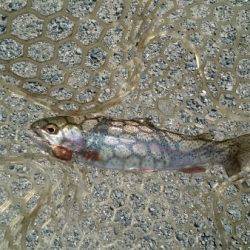 フィッシングエリア帝釈 釣果