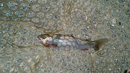 フィッシングエリア帝釈 釣果