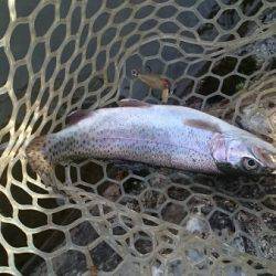 フィッシングエリア帝釈 釣果