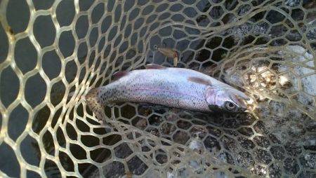 フィッシングエリア帝釈 釣果