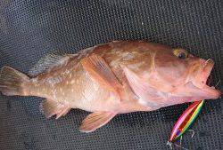 武士(SAMURAI) 釣果