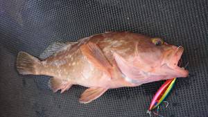 武士(SAMURAI) 釣果