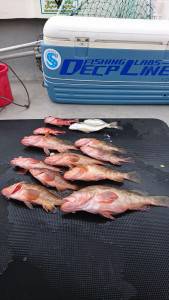 武士(SAMURAI) 釣果